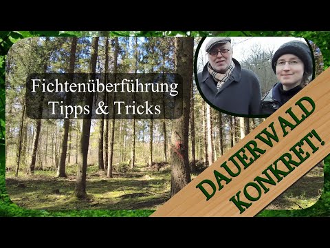 Urwaldmechanismen im Altersklassenwald | Dauerwald Konkret!