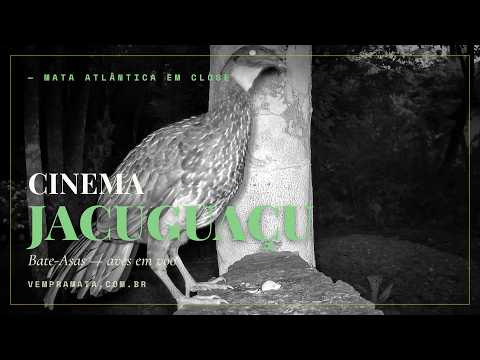 Pássaro no comedouro em close — Cinema Bate-Asas, Mata Atlântica, Santa Teresa ES