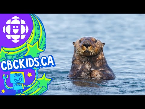 The Sea Otter | Amazing Animals | CBC Kids