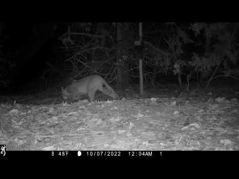 Bobcat Wildcat Hills Nebraska 10 7 22 1204am