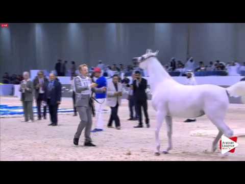 N.117 AL ARYAM HANNA - Dubai 2016 - Mares 7-9 years old (Class 6)