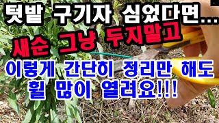텃밭에 구기자 심었다면 순 올라오는 것 그냥 두지 마세요. 이렇게 간단히 정리만 해도 구기자 훨 많이 열려요…