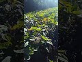Planta De Amaranto En Santa Cruz