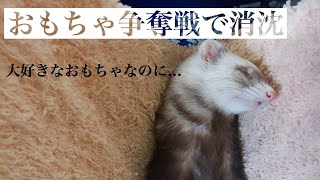 【フェレット】おもちゃ争奪戦争