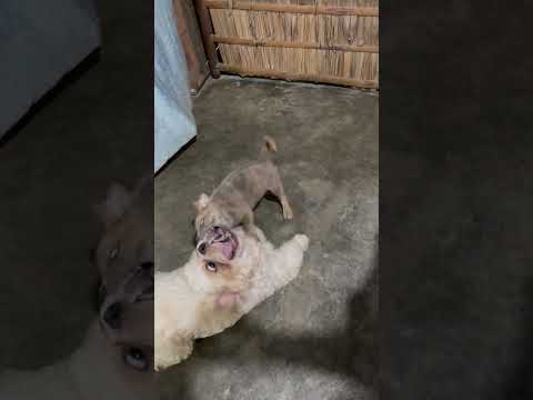 Mallows and vince #shorts  #dogs #shortsviral  #doglover