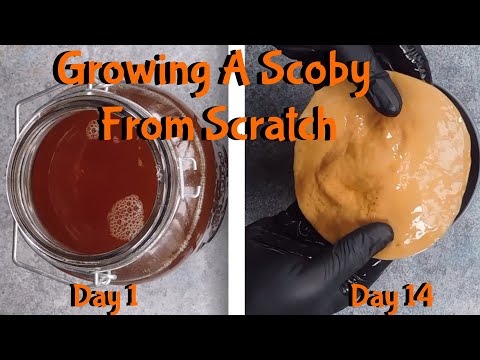 How To Grow A New Kombucha Scoby (symbiotic culture of bacteria and yeast)