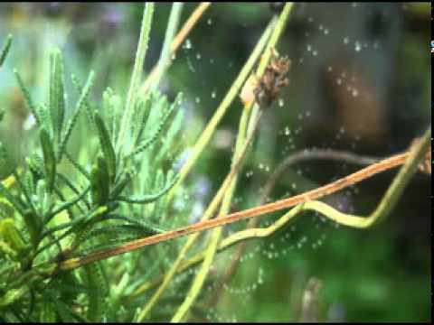 Gunnar Stiller vs Mauro Picotto & Anton Lanski - Manaus Madness (Le Arrival Sturme Mashup)