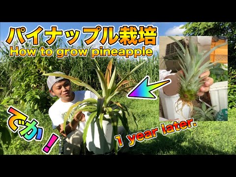 , title : '【再生栽培】1年経過のパイナップルの様子！育て方，管理方法など．How to grow pineapple. A year has passed! Purchased at store.'