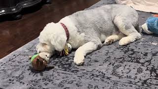 Dog v Dog v Food Part 1