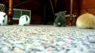 Peter Gabriel: "We Do What We're Told (Milgram's 37)"