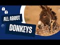 Why Are Donkeys Special?