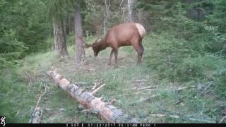 Kicker bull growing