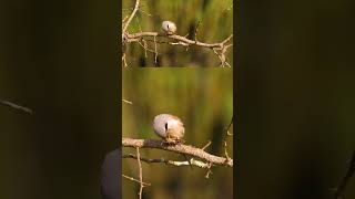 Download lagu Berburu Shrike #celana pendek mp3