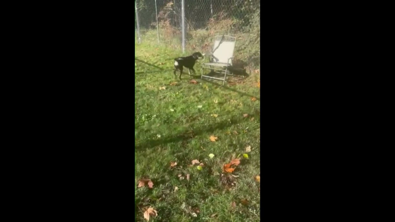 Enlarge Sweetheart, a Adoptable mixed breed in Olympia, WA video 5/6