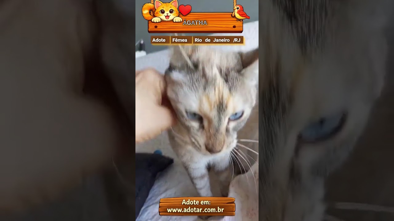 Gato raça SRD-ViraLata idade 2 anos nome ÁGATHA