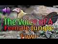 WILD FEMALE CHICKEN SOUND
