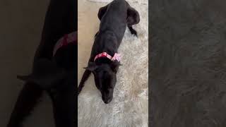 Video preview image #1 American Pit Bull Terrier-Unknown Mix Puppy For Sale in Germantown, OH, USA