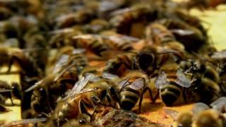 Api Selvatica - Estate 2016