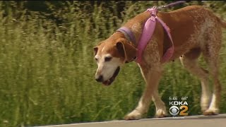 Simple Tips Could Help Extend Life Of Family Dog
