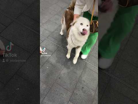 She’s very friendly!! #friends #friendship #dog #youtubeshorts #london #vlogging #vlog #subscribe