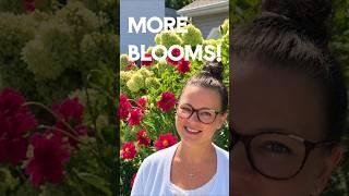 Download lagu How to deadhead Dahlias for MORE  blooms #dahlia #dahliagarden #dahliacare #plantcare #plants mp3