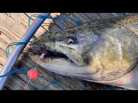Float Fishing For King Salmon With Skein Part 1 / King Salmon Run 2023 / Michigan Fishing Videos