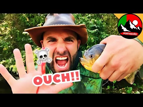 COMIDO VIVO - Mãos Humanas vs. Piranha! Quão assustadores são esses peixes predadores?