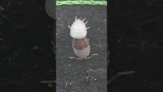 Woodlice molting