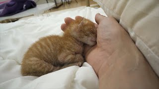 This Baby Kitten Needs Human Warmth To Sleep