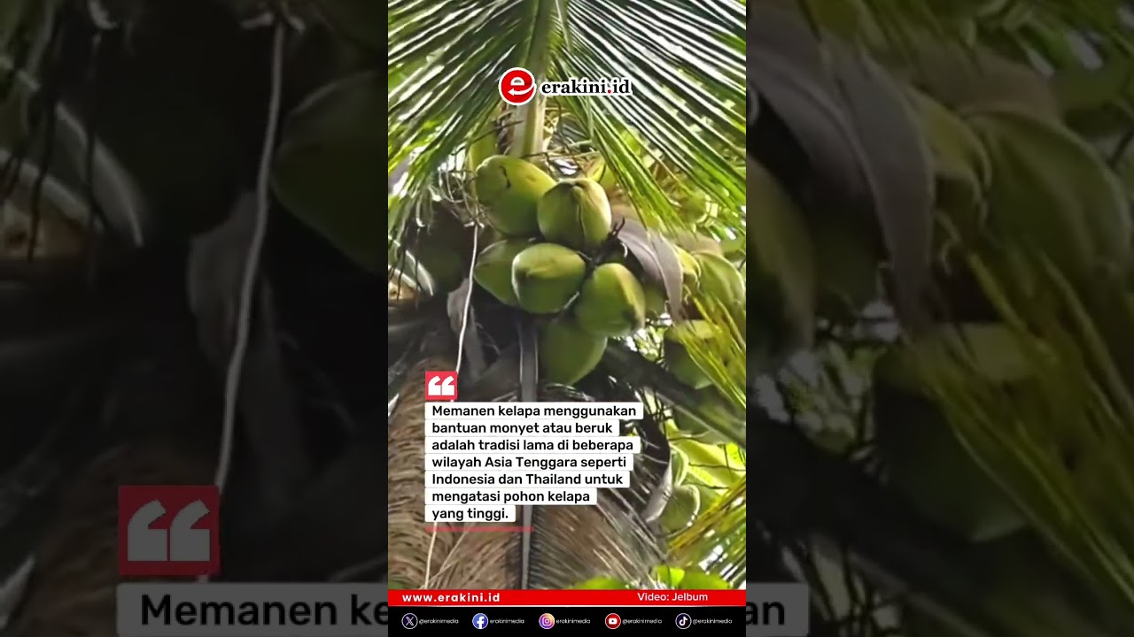 Panen Kelapa dengan Bantuan Monyet
