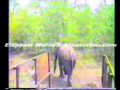 Electro Ejaculation Artifical Insemination Of The Asian Elephant 6