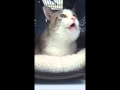 Angel Meowing At The Vets