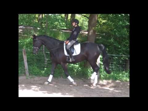 DON GARANT 6j. Don Index - Daidalos VB 12.000,- Euro