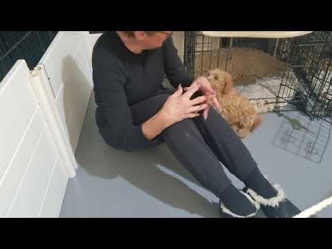 Gypsy - training to relax near Kaylene sitting on floor