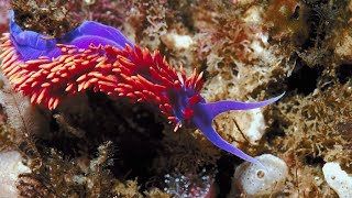 PREPARE TO BE AMAZED: The Colorful World of Nudibranchs | Oceana