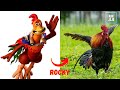 Chicken Run 2000 Characters In Real Life Kak Jojo