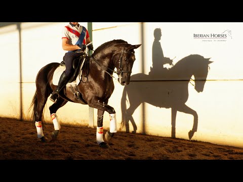 SOLD !!! BLACK LUSITANO PASSAGE - FLYING CHANGES - PIRO FREE