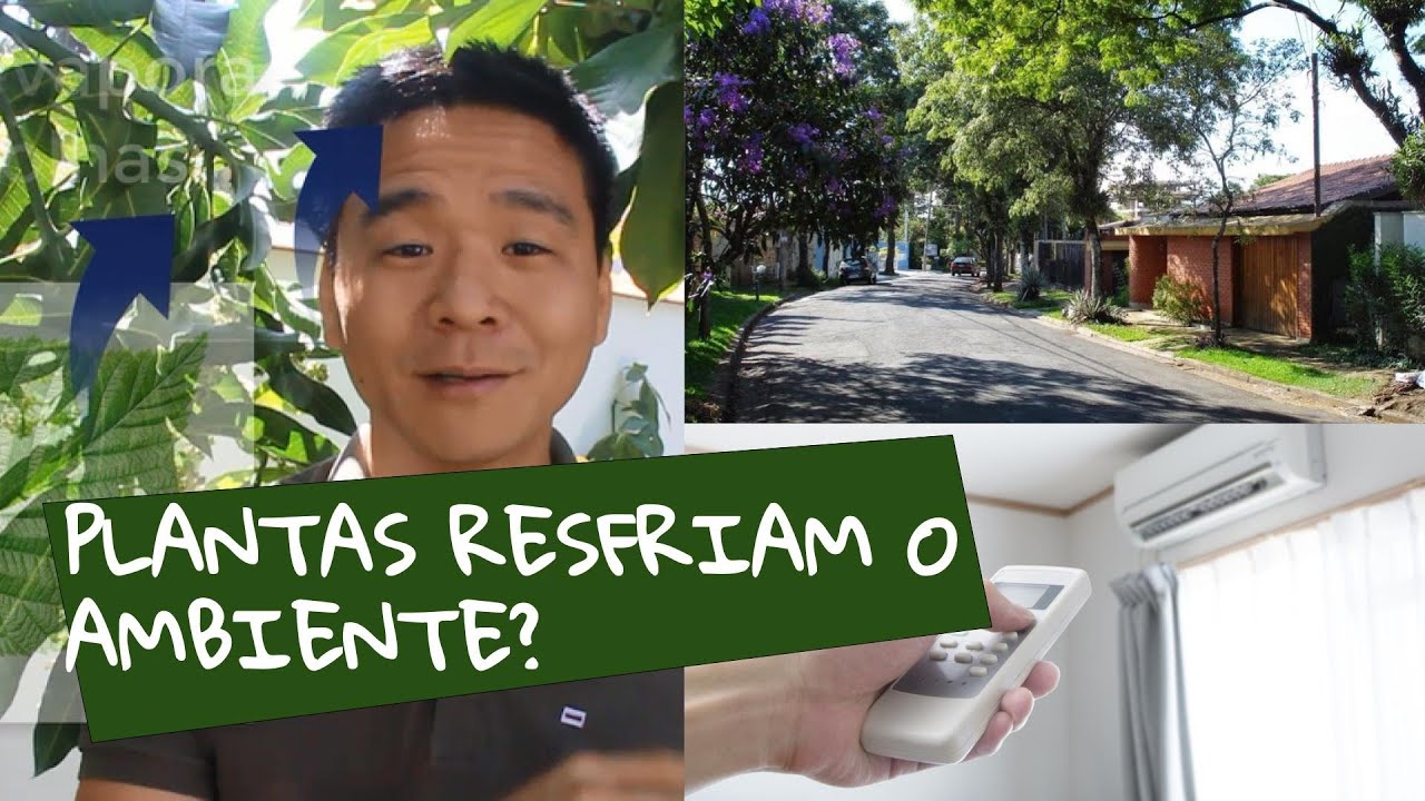 O EFEITO DAS PLANTAS na temperatura do ambiente.