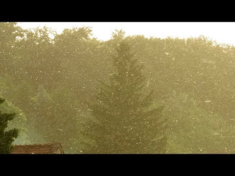 Cvetni prah v zraku nad Ljutomerom