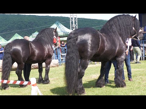 Parada cailor Gilău - Cluj 11 Iunie 2022