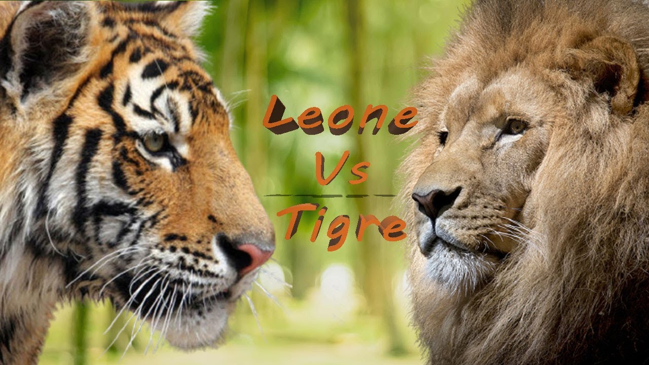 Watch Now Leone vs Tigre ?? ?? Leone vs Tigre ?? ??