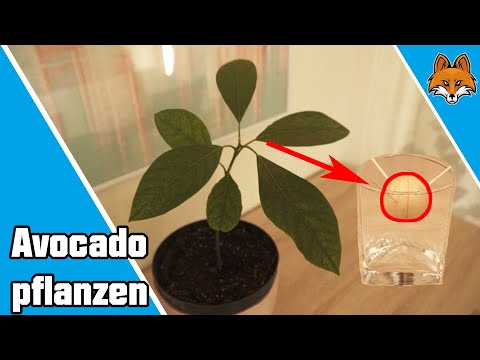 Avocado Pflanzen - So kannst du einen Avocadobaum selber ziehen 🥑