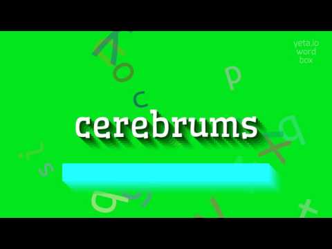 CEREBRUMS - HOW TO PRONOUNCE IT?