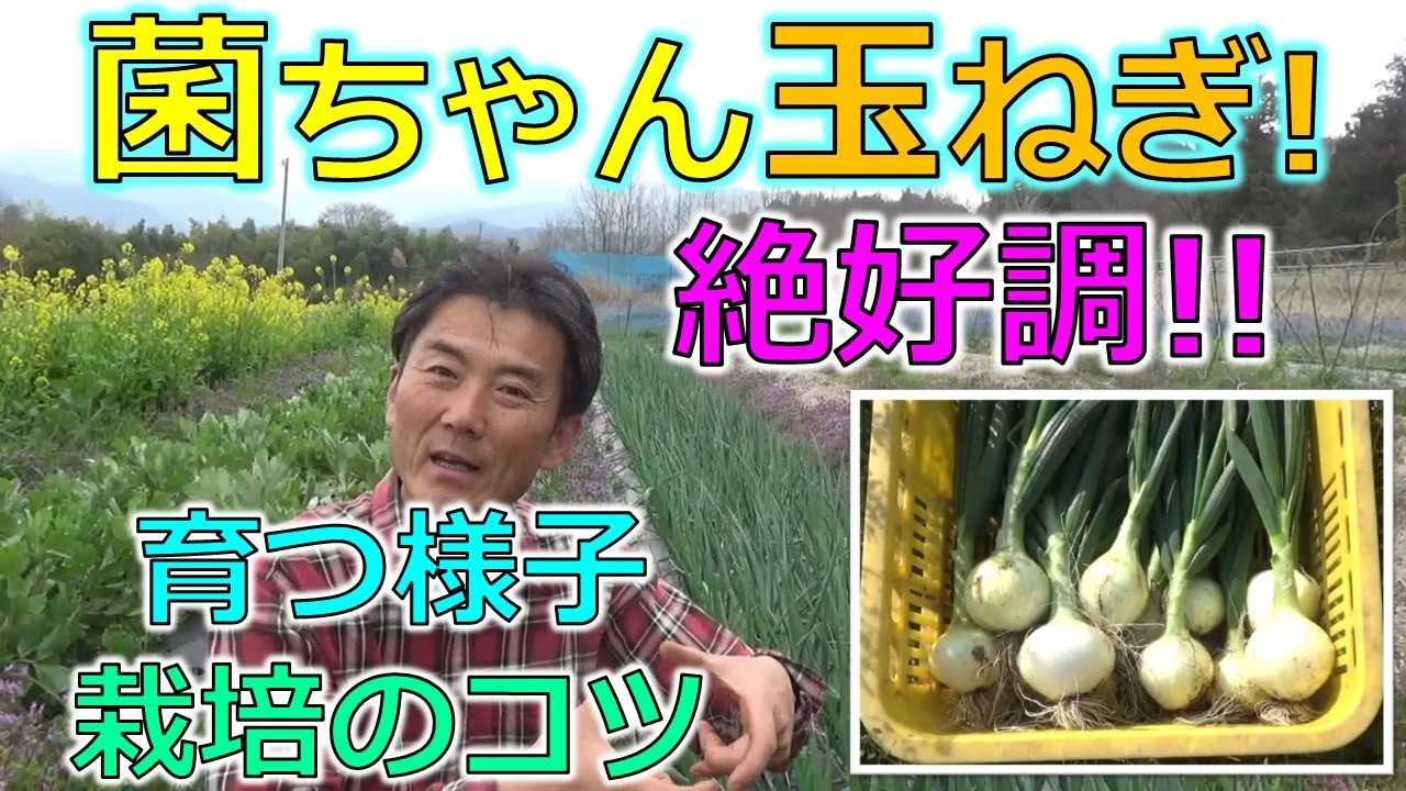 菌ちゃん農法「新玉ねぎ」絶好調！廃菌床のチップで菌ちゃん栽培のコツ