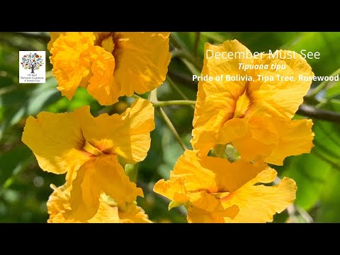 Tipuana tipu (Tipa, Pride of Bolivia) - December Must See