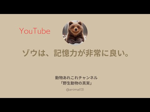 ゾウの記憶力は本当に良いのでしょうか?