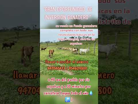 #venta de ganaderia#región ucayaly#distrito de sepahua-atalaya