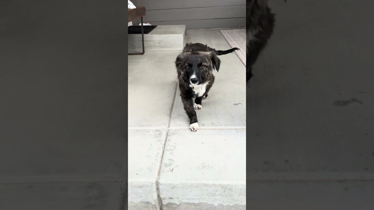 Enlarge Harper, an adopted mixed breed in Fort Collins, CO video 5/6