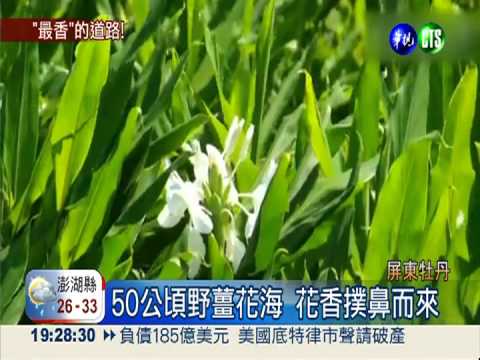 屏東野薑花盛開 香味撲鼻而來