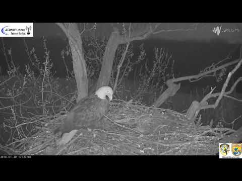 The Trio Eagles - Visitor is chased off by Starr - 01-20-18